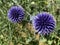 `Veitch`s Blue` Echinops ritro, Kugeldistel or Globus ÄiÄak Globus cicak, Mainau - Constance, Germany or Konstanz, Deutschland